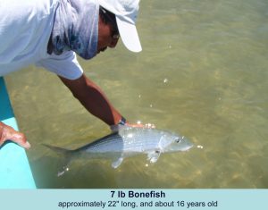 Big Bonefish on a fly