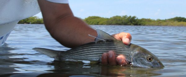 Releasing a tagged Bonefish