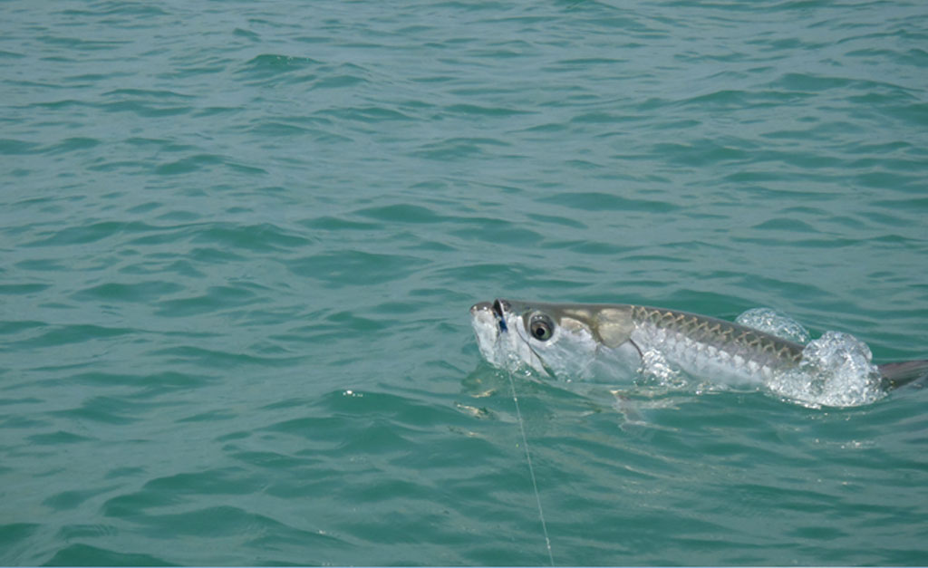 April Fish Tales ~ 2016 - Belize River Lodge