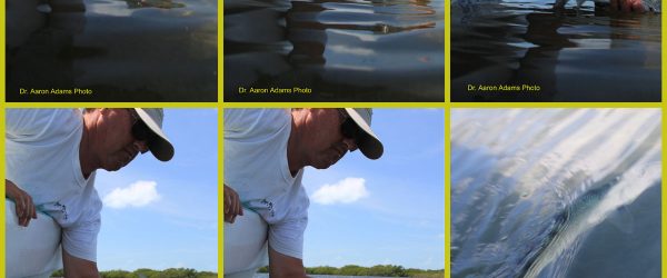 Releasing a tagged Bonefish