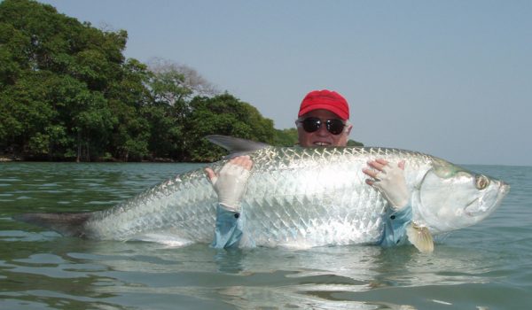 Large Tarpon