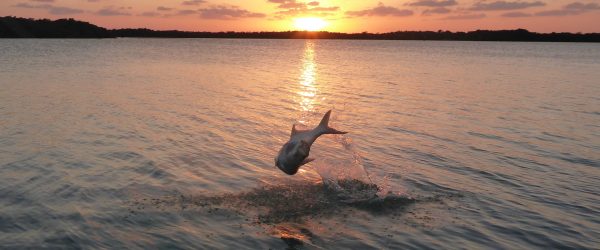 Dennis L's "Sunset Tarpon