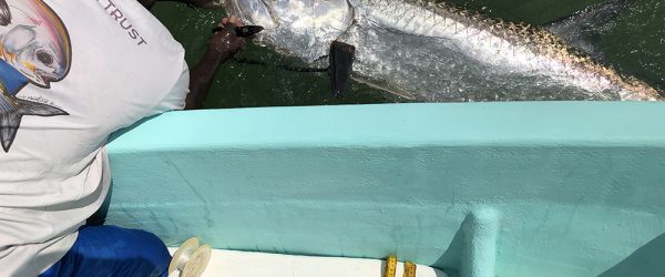 Seaborn w a large Tarpon