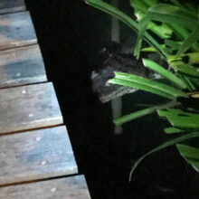 Resident Wildlife