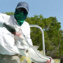 Snook