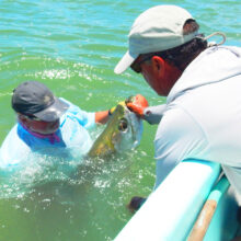 large Tarpon