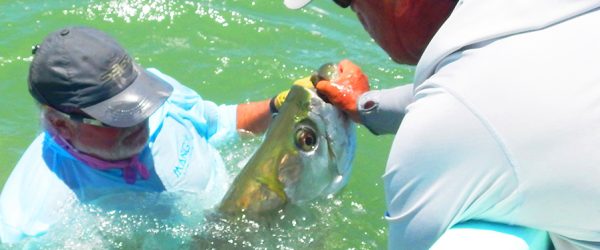 large Tarpon