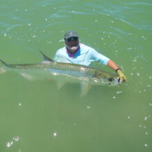 large Tarpon
