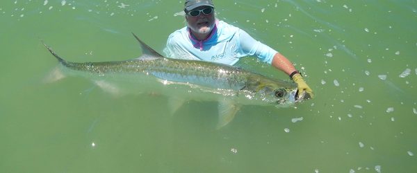 large Tarpon