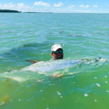 large Tarpon
