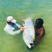 large Tarpon
