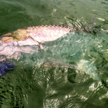 Tarpon