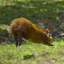 Agouti 2