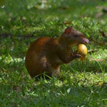 Agouti