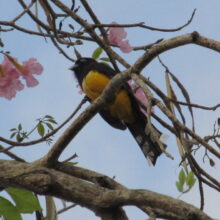 Flora-Fauna-Trogan.2