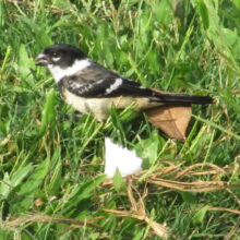 Flora-Fauna-WhiteCollard.Seedeater