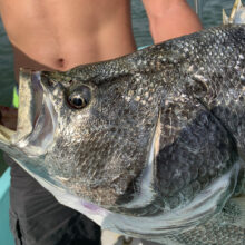 Tripletail