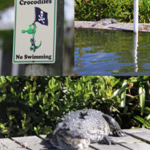 After the river came up, our yearly neighbor came for a visit.  The croc on the dock sunning
