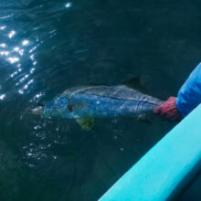 Snook4