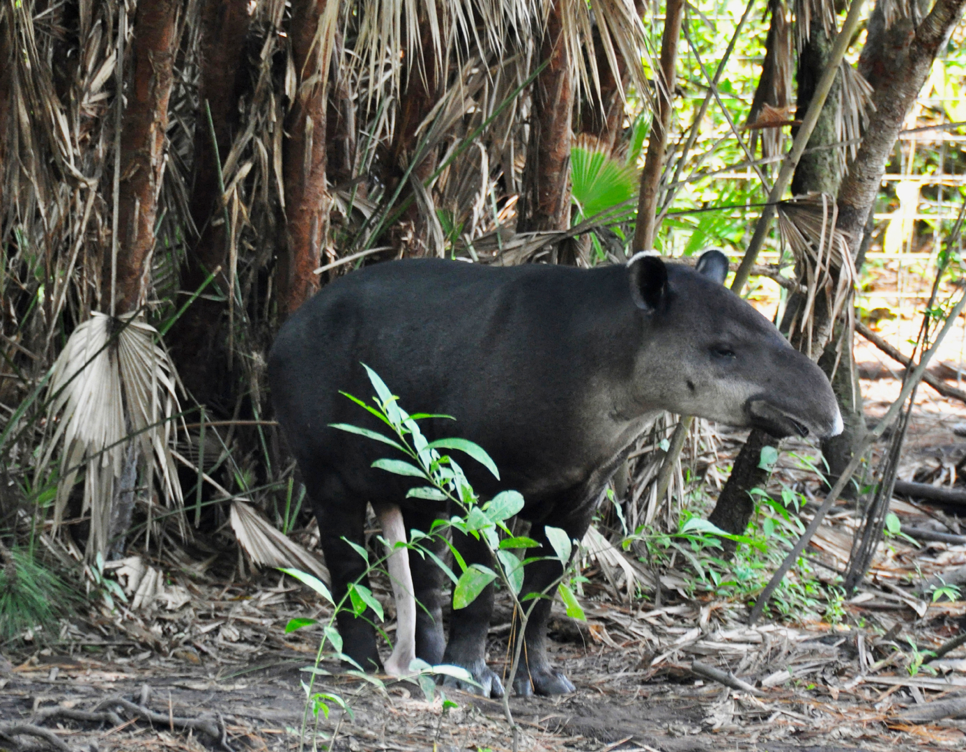 National Symbols Of Belize Belize River Lodge