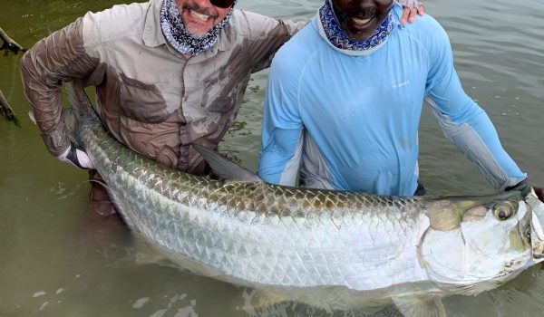 Tarpon