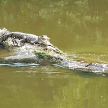 MT_01-Croc