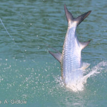 Fishing_06