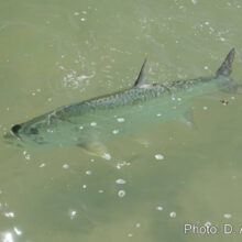 Fishing_25