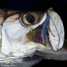 Ray-M-Pict_Fishing_Tarpon-2