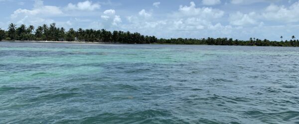 ocean displayed in front of horizon line consisting of trees