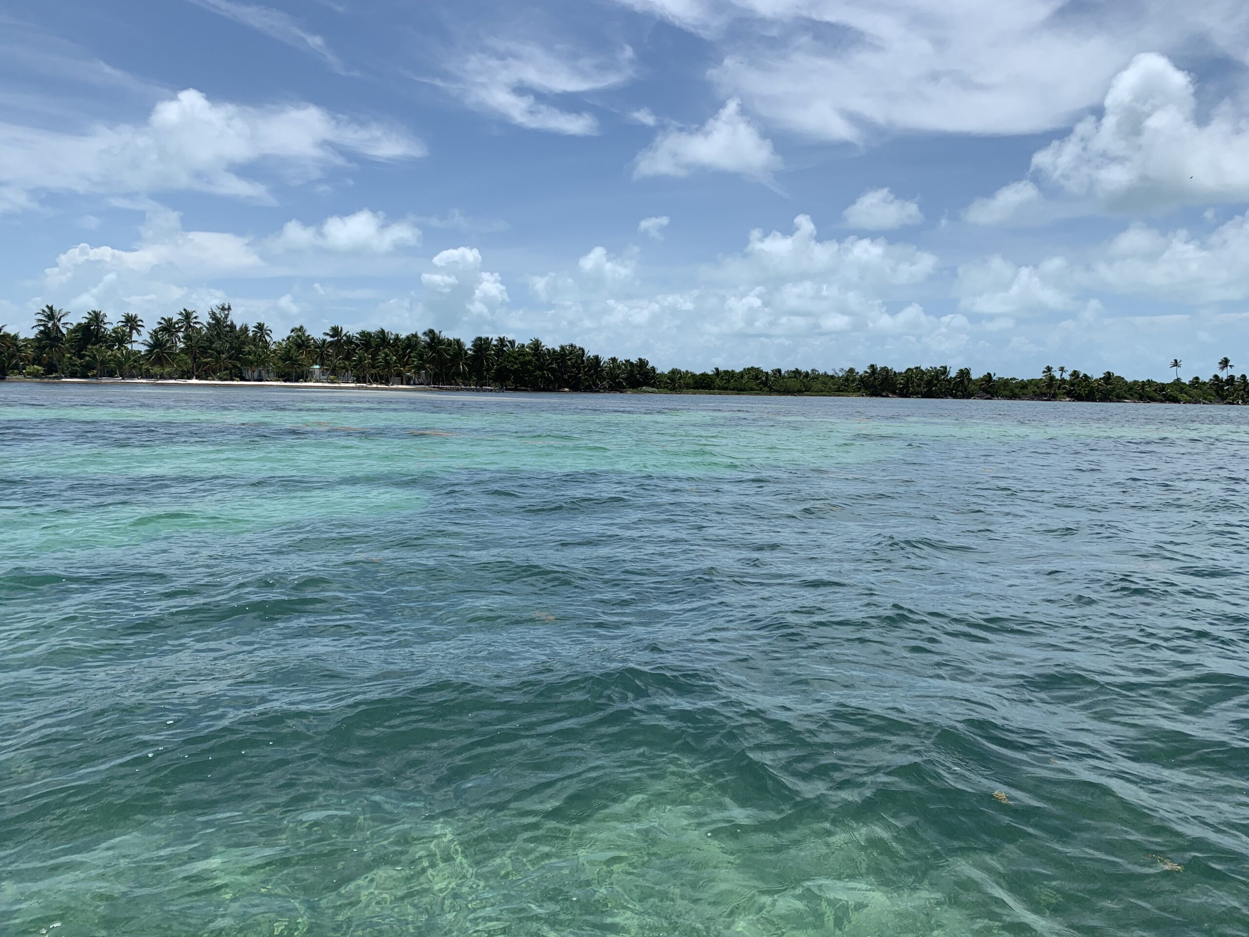 ocean displayed in front of horizon line consisting of trees