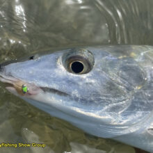 FF_Show_Bonefish1