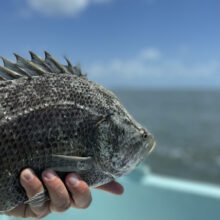 FF_Show_Tripletail-1