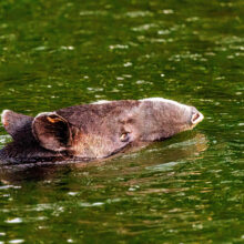 On any fishing day, you never know what you will see! A few miles upriver from the Lodge, Mike N and guide came upon a swimming Tapir. Beautiful and wild Belize!