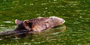 On any fishing day, you never know what you will see! A few miles upriver from the Lodge, Mike N and guide came upon a swimming Tapir. Beautiful and wild Belize!