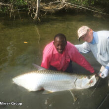 Mirrer_LgTarpon_1