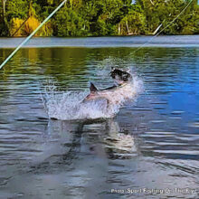 SFOTF_Tarpon1
