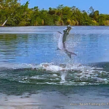 SFOTF_Tarpon2