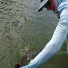 Tarpon2c_Popham.jpg