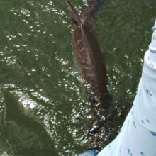 TarponRelease-Popham