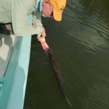 Tarpon_Release